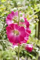 Alcea Rosea Stockrose Garten Und Ambiente