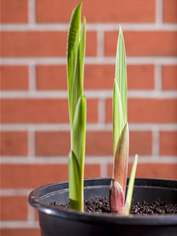 Gladiole