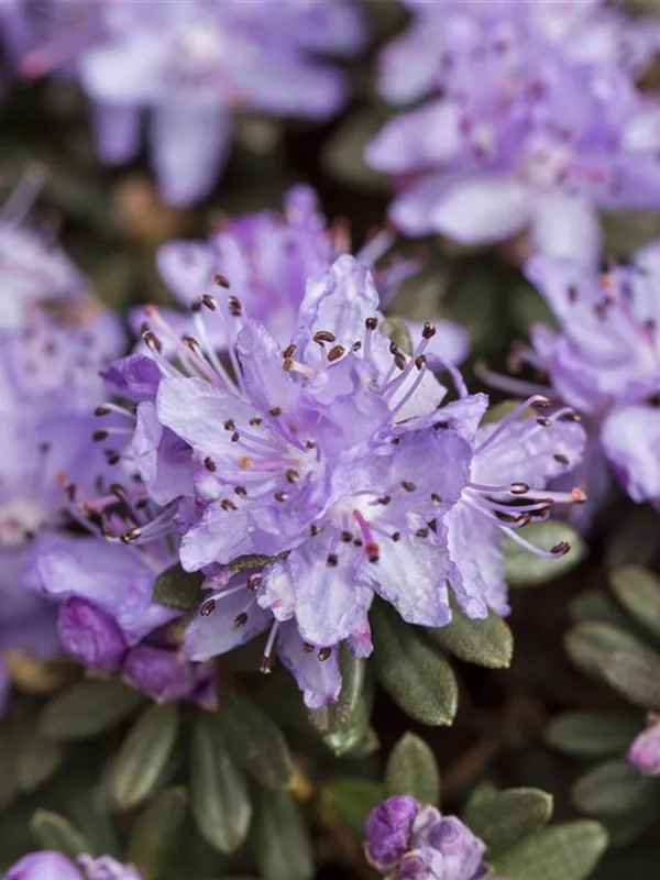 Kleinblättriger Rhododendron