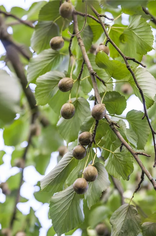 Mini-Kiwi