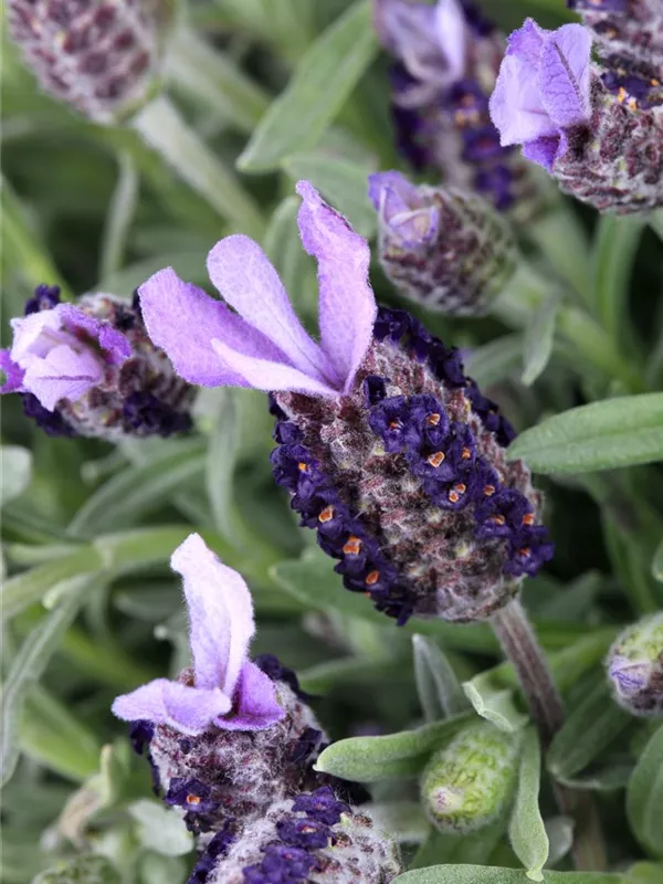 Garten-Schopf-Lavendel