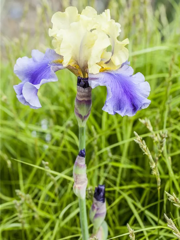 Hohe Bart-Iris