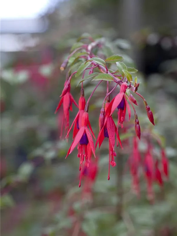 Patagonische Fuchsie