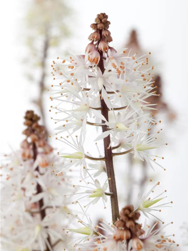 Zipfelblättrige Garten-Schaumblüte