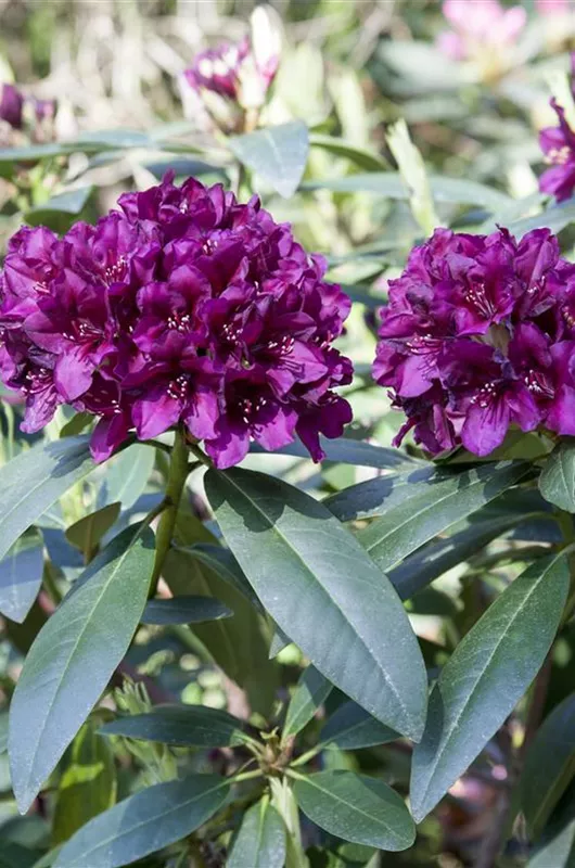 Gro&#223;blumige Rhododendron