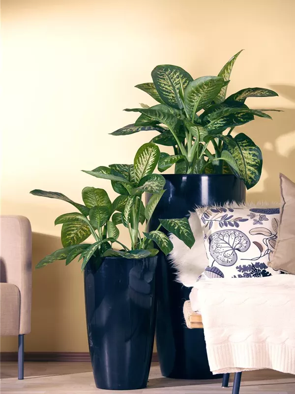 Dieffenbachia