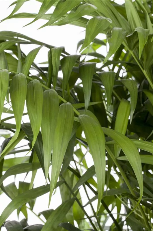 Mexikanische Bergpalme