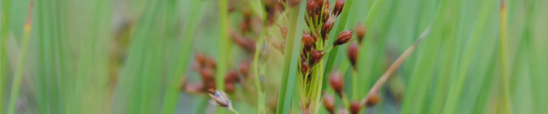 Juncus effusus