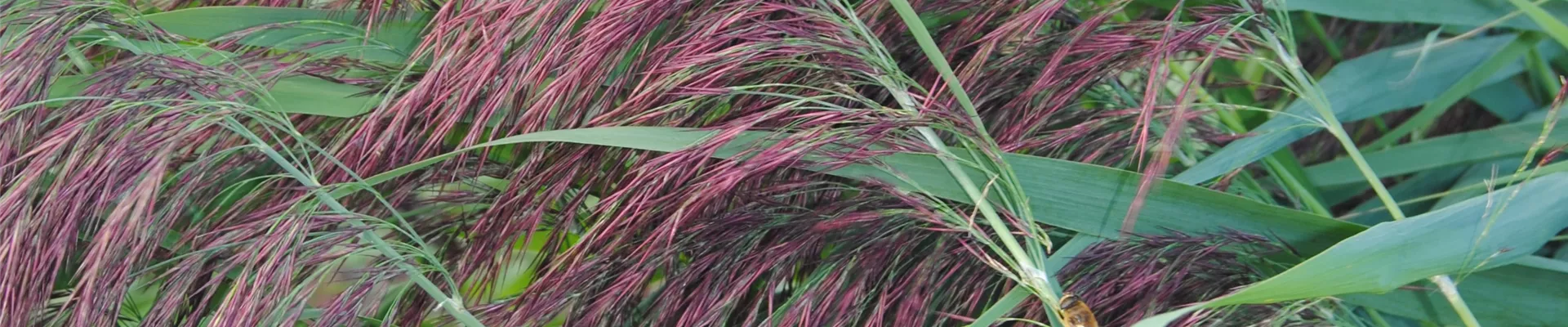 Phragmites australis