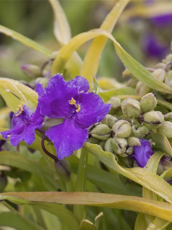 Garten-Dreimasterblume