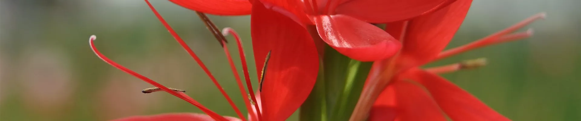 Schizostylis coccinea Major