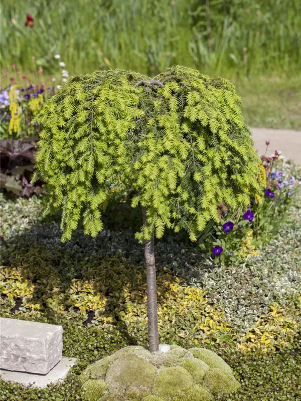 Kanadische Hemlocktanne