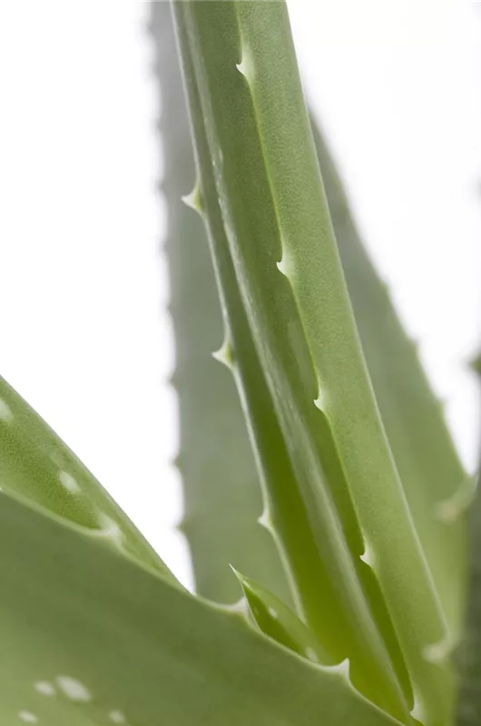 Echte Aloe