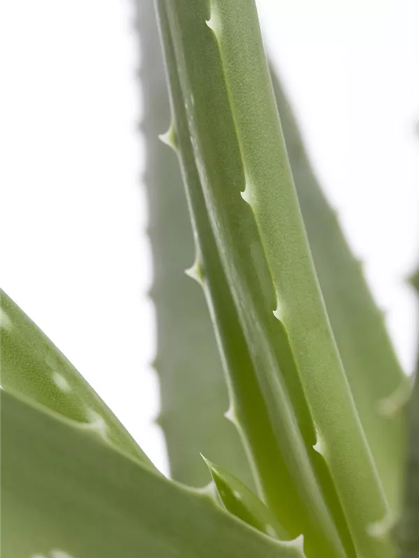 Echte Aloe