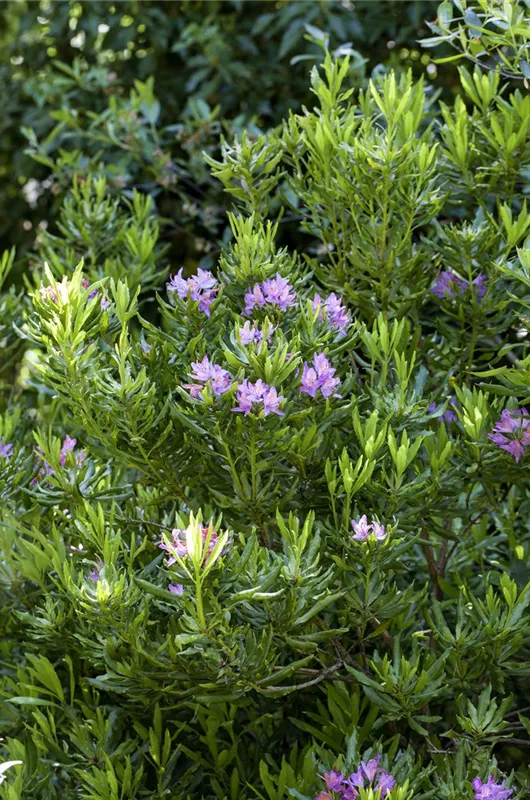 Pontischer Rhododendron