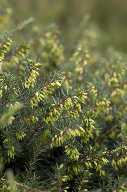 Winterbl&#252;hende Heide