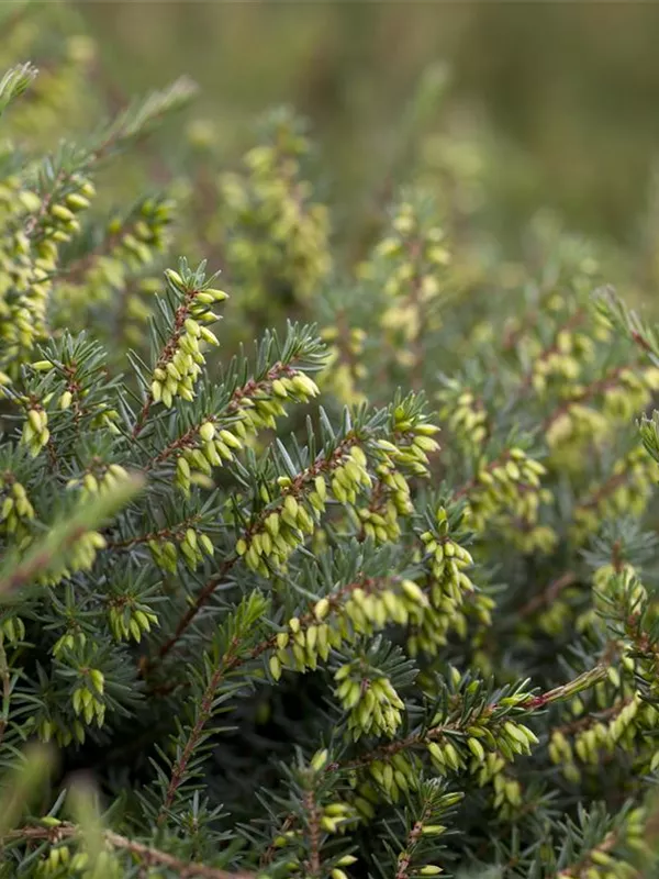 Winterblühende Heide