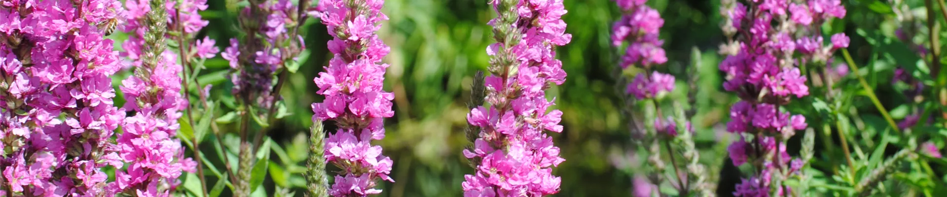 Lythrum salicaria