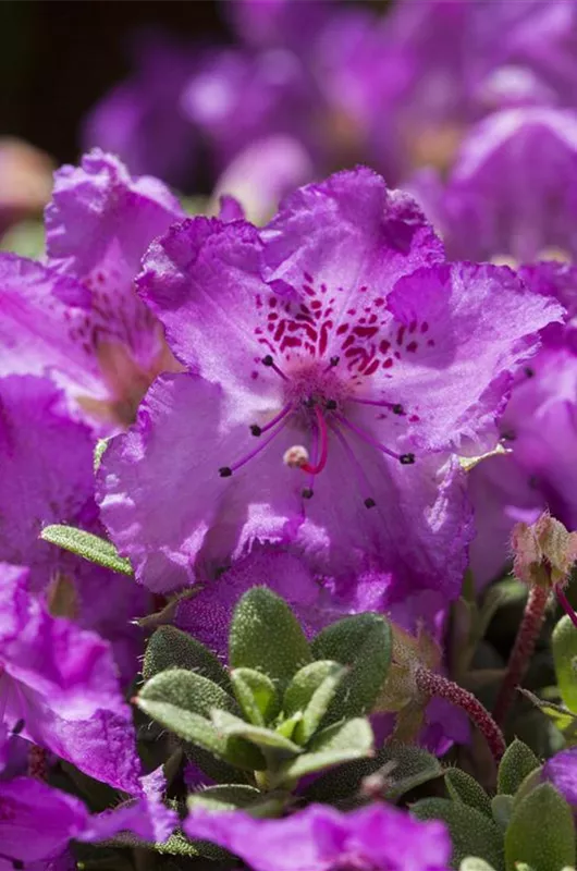 Rhododendron keleticum