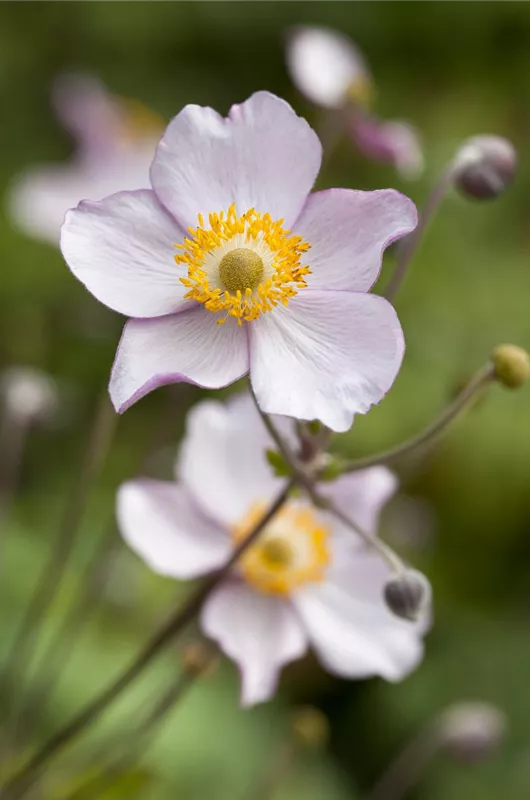 Herbst-Anemone