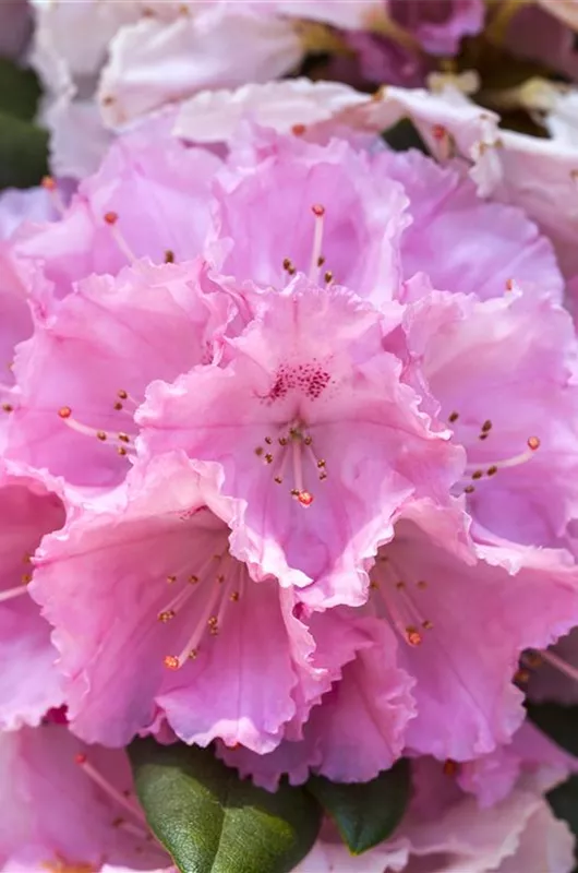 Yakushima-Rhododendron