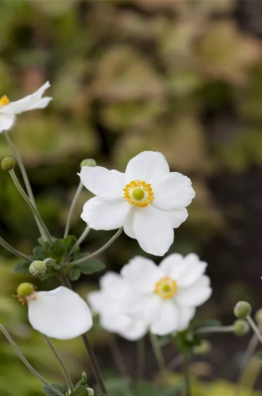 Garten-Herbst-Anemone