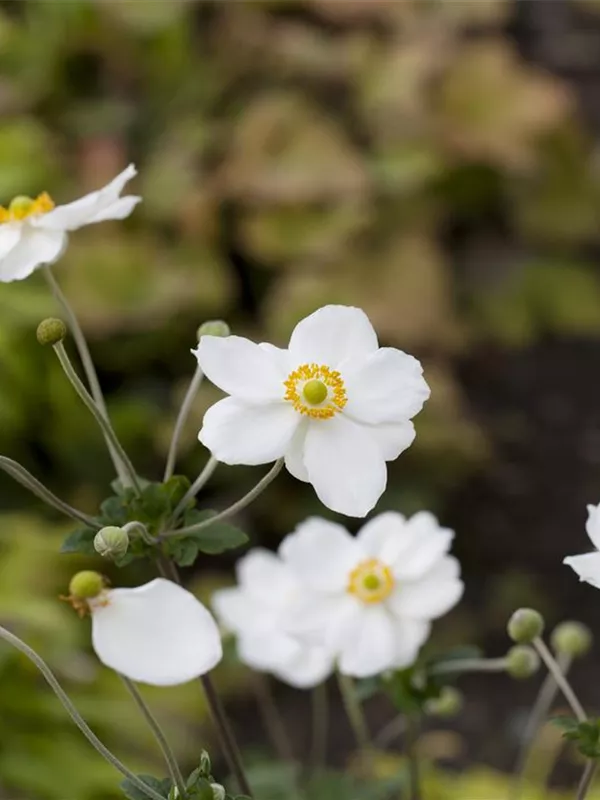 Garten-Herbst-Anemone