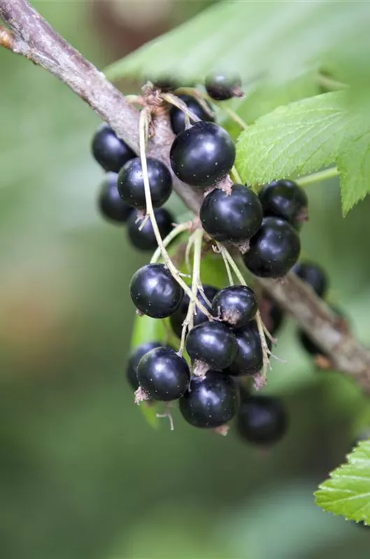 Schwarze Johannisbeere