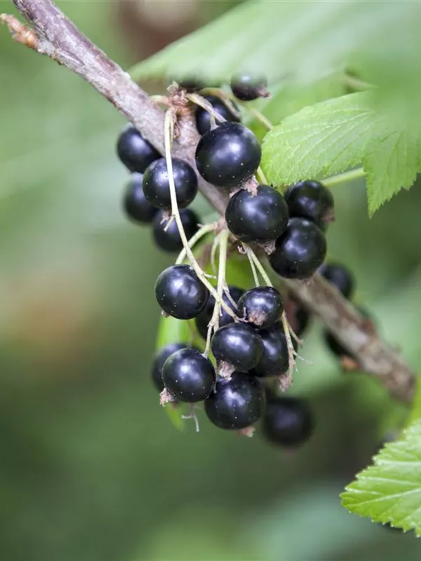 Schwarze Johannisbeere