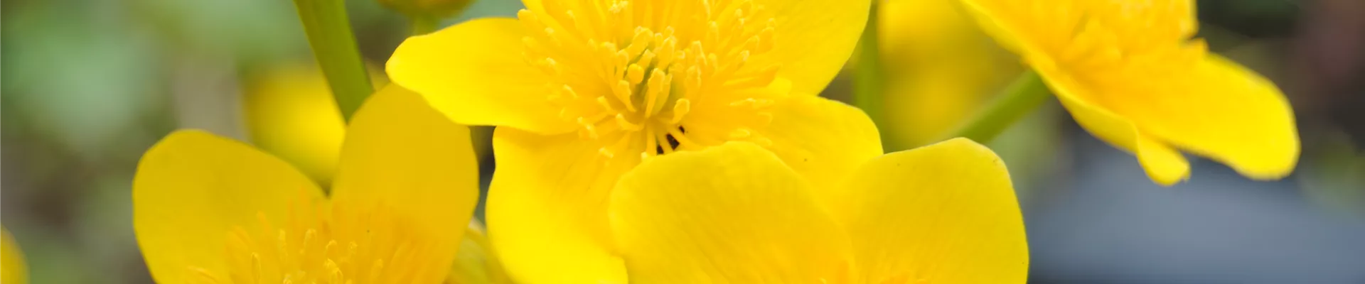 Caltha palustris