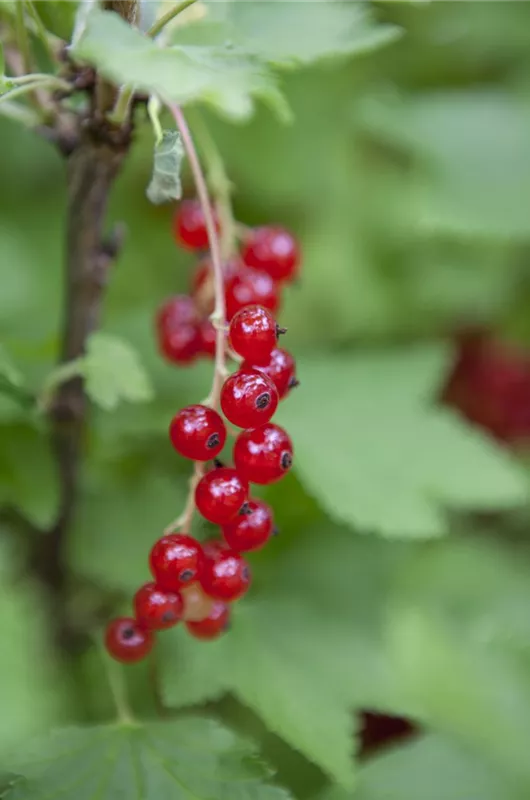 Rote Johannisbeere