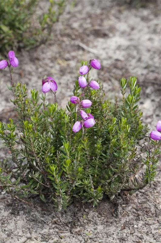 Irische Heide