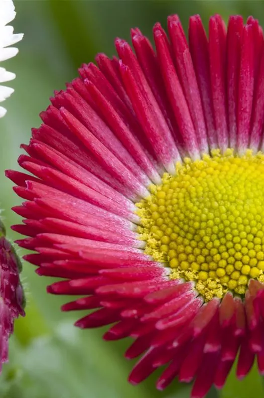 G&#228;nsebl&#252;mchen