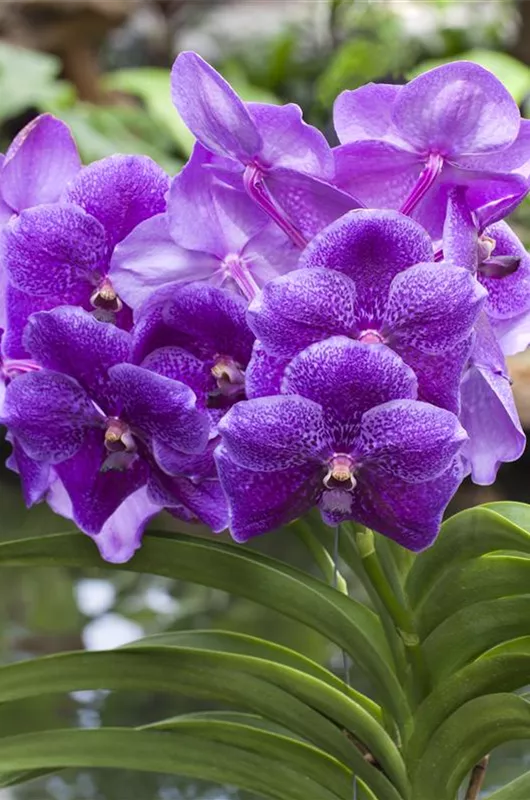 Vanda