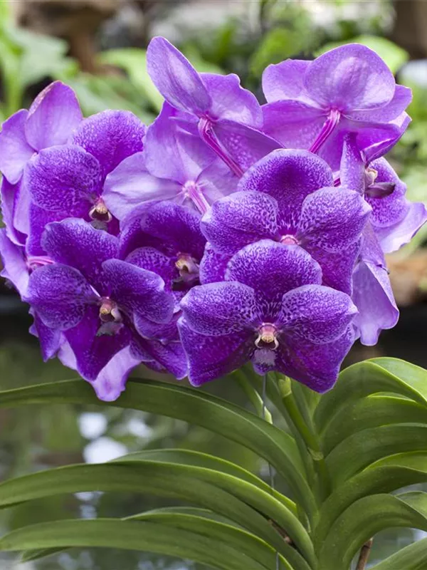 Vanda