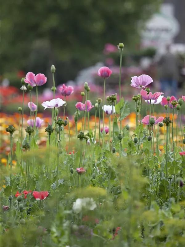 Orientalischer Mohn