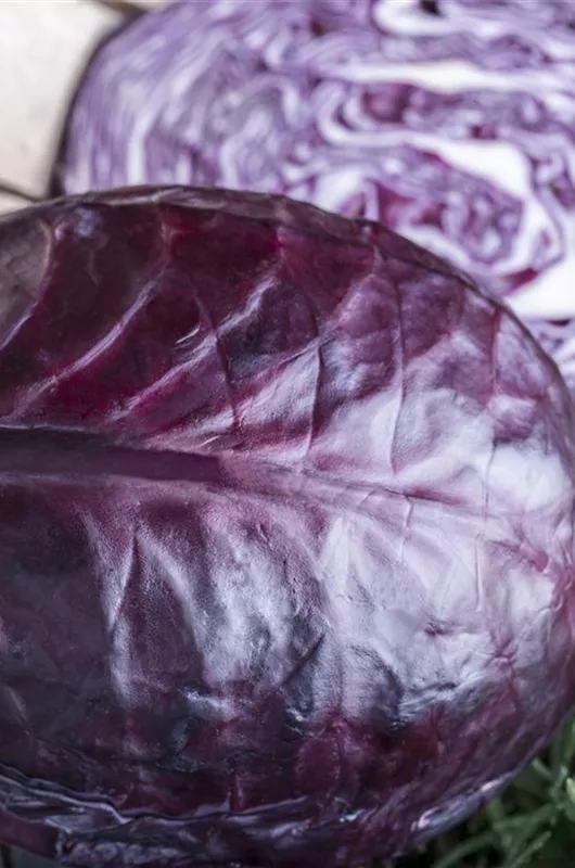 Rotkohl