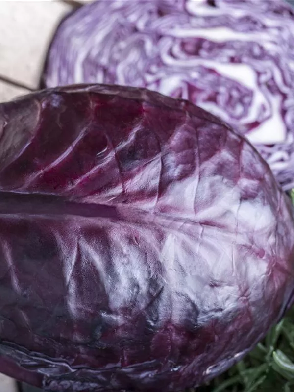 Rotkohl