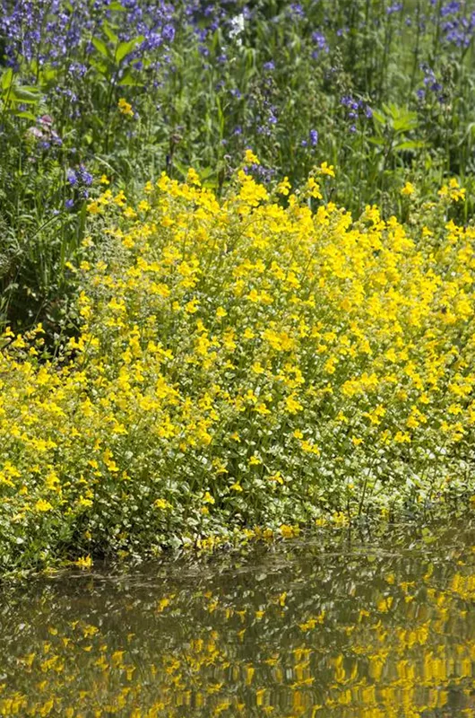 Get&#252;pfelte Gauklerblume