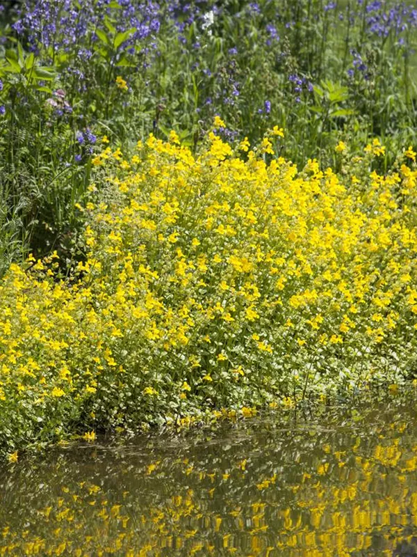 Getüpfelte Gauklerblume