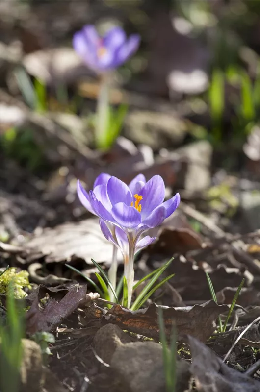 Garten-Krokus