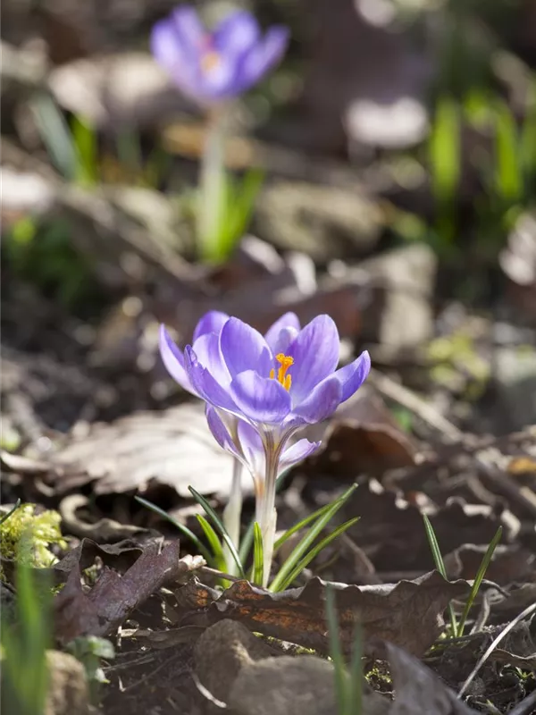 Garten-Krokus