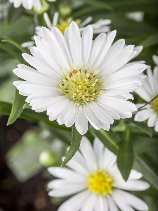 Glattblatt-Aster